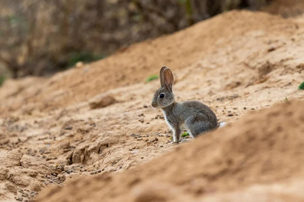 Europäisches Kaninchen Oder Gemeines Kaninchen Oryctolagus Cuniculus Der Sonne Auf — Stockfoto