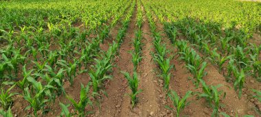 Büyümesinin ilk haftasında bir mısır tarlasının panoramik görüntüsü.