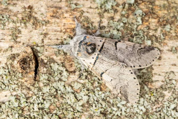 Traça Gatinho Álamo Furcula Bifida Borboleta Noturna Família Notodontidae Descansando — Fotografia de Stock