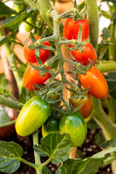 Mehrere Kirschtomaten Der Pflanze Unterschiedlichen Reifepunkten — Stockfoto