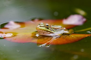 İber yeşil kurbağası (Pelophylax perezi) nilüferlerin arasındadır. Seçici odaklanma. İspanya