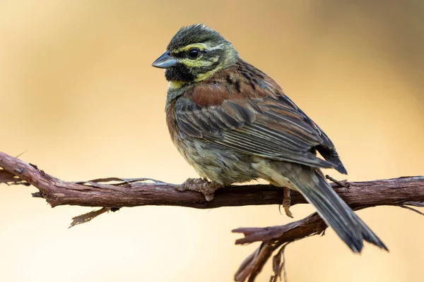 Männliche Zirkelammer Emberiza Cirlus Die Auf Ihrem Barsch Auf Einem — Stockfoto