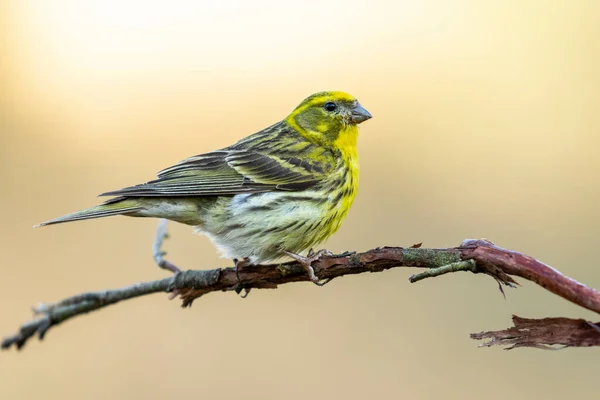 Männliches Europäisches Serin Serinus Serinus Hockt Auf Seinem Barsch Auf — Stockfoto