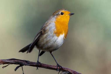 Bekar yetişkin Robin (Erithacus rubecula) üniforma ve odaklanmamış yeşil arka plana karşı bir dala tünemiştir.