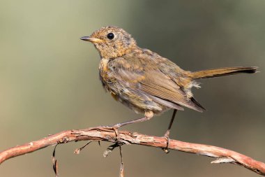 Genç Avrupalı Robin (Erithacus rubecula) üniforma ve odaksız yeşil arka plana karşı bir dala tünemişti.