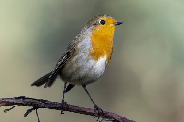 Der Einzelne Erwachsene Rotkehlchen Erithacus Rubecula Hockt Auf Einem Ast — Stockfoto