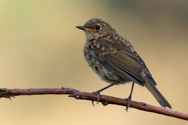 Rotkehlchen Erithacus Rubecula Hockt Auf Einem Ast Vor Einem Einheitlichen — Stockfoto