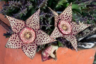 2 stapelia varyete çiçeğinin yatay görüntüsü