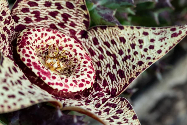 Poziome Zbliżenie Kwiatu Stapelia Variegata — Zdjęcie stockowe