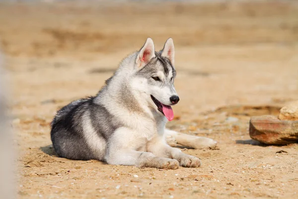 Huskies siberianos em uma praia — Fotografia de Stock