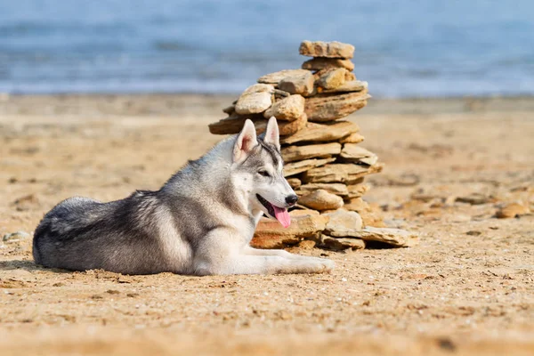 Huskies siberianos em uma praia — Fotografia de Stock