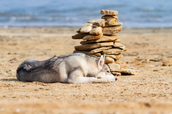 Huskies siberianos em uma praia — Fotografia de Stock