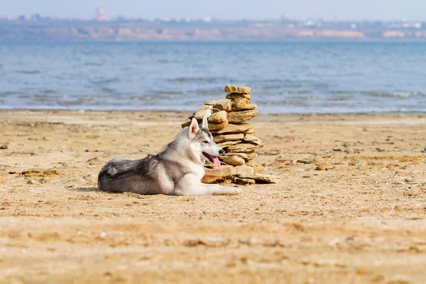 Huskies siberianos em uma praia — Fotografia de Stock