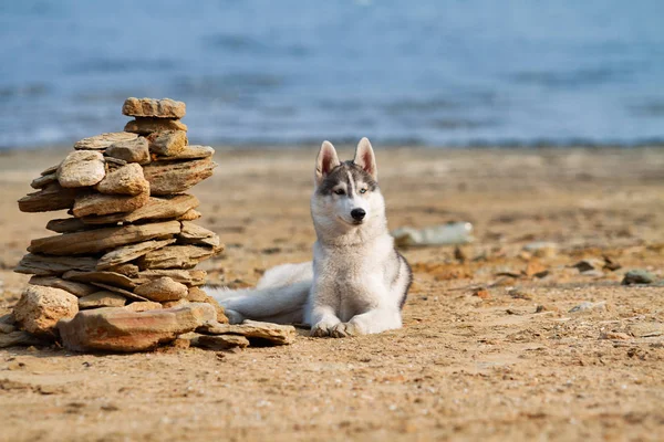 Huskies siberianos en una playa —  Fotos de Stock