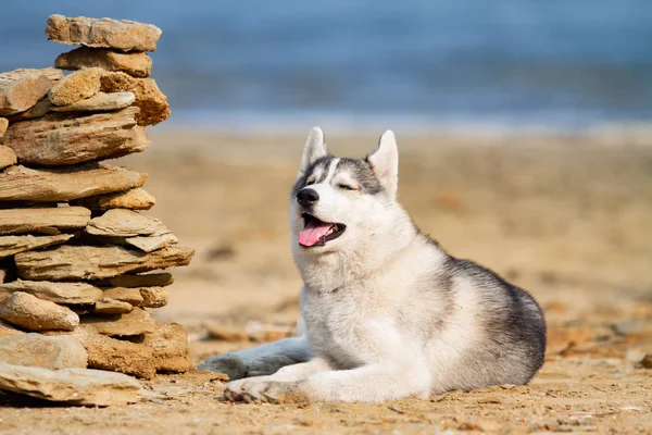 Huskies siberianos en una playa —  Fotos de Stock