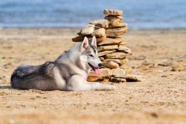 Köpek sahilde. Siberian dış yapraklar denize yakın güneşli gün zevk.