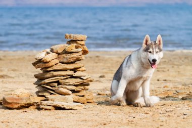 Köpek sahilde. Siberian dış yapraklar denize yakın güneşli gün zevk.