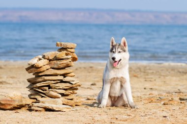 Köpek sahilde. Siberian dış yapraklar denize yakın güneşli gün zevk.