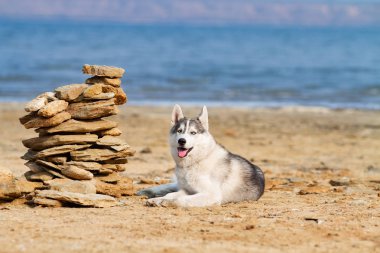 Köpek sahilde. Siberian dış yapraklar denize yakın güneşli gün zevk.