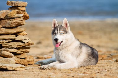 Köpek sahilde. Siberian dış yapraklar denize yakın güneşli gün zevk.