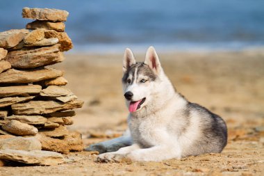 Köpek sahilde. Siberian dış yapraklar denize yakın güneşli gün zevk.