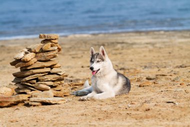 Köpek sahilde. Siberian dış yapraklar denize yakın güneşli gün zevk.