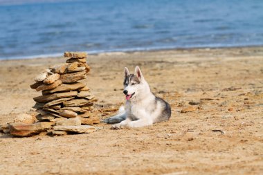 Köpek sahilde. Siberian dış yapraklar denize yakın güneşli gün zevk.