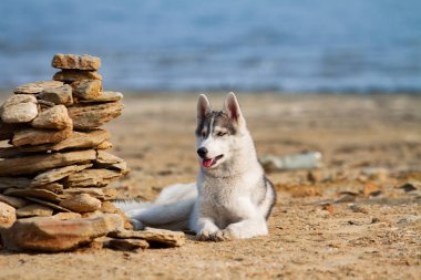 Köpek sahilde. Siberian dış yapraklar denize yakın güneşli gün zevk.