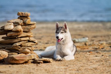 Köpek sahilde. Siberian dış yapraklar denize yakın güneşli gün zevk.
