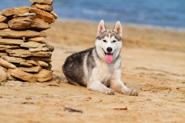 Köpek sahilde. Siberian dış yapraklar denize yakın güneşli gün zevk.