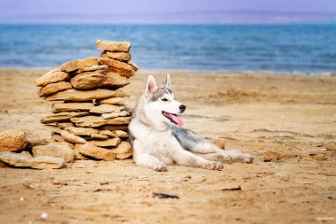 Köpek sahilde. Siberian dış yapraklar denize yakın güneşli gün zevk.