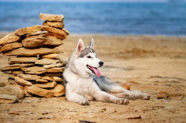 Köpek sahilde. Siberian dış yapraklar denize yakın güneşli gün zevk.