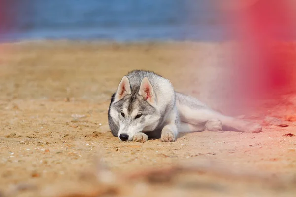 Perro en la playa. husky siberiano disfrutando de un día soleado cerca del mar . —  Fotos de Stock
