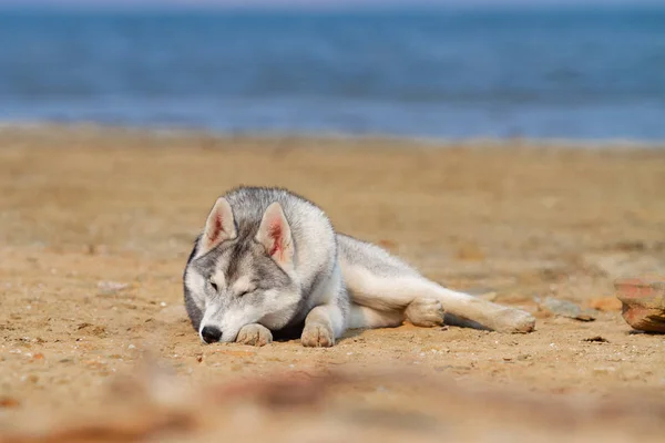 Cão na praia. Husky siberiano desfrutando de dia ensolarado perto do mar . — Fotografia de Stock