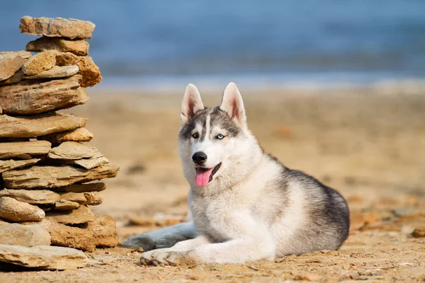 Perro en la playa. husky siberiano disfrutando de un día soleado cerca del mar . —  Fotos de Stock