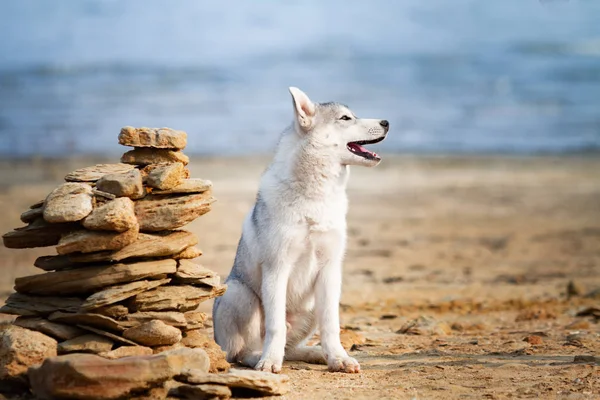 Cão na praia. Husky siberiano desfrutando de dia ensolarado perto do mar . — Fotografia de Stock