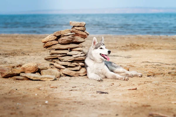 Cão na praia. Husky siberiano desfrutando de dia ensolarado perto do mar . — Fotografia de Stock