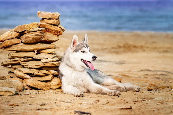 Perro en la playa. husky siberiano disfrutando de un día soleado cerca del mar . —  Fotos de Stock