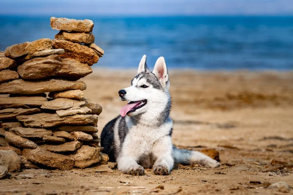 Kutya a strandon. Szibériai husky élvezi süt a nap, a tenger közelében. — Stock Fotó