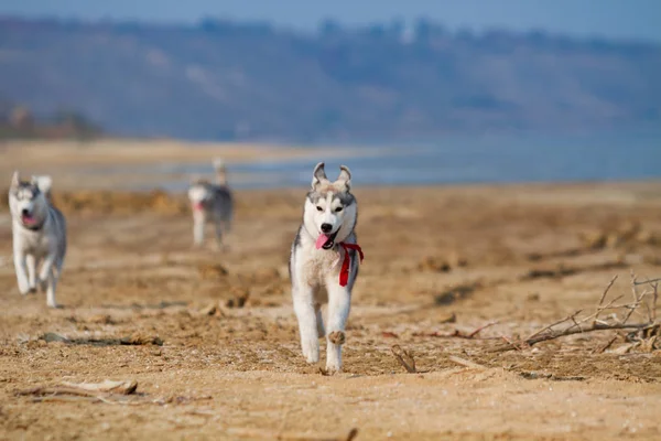 Imagen de perro Husky siberiano gris y blanco feliz y divertido corriendo en la playa en la playa . —  Fotos de Stock