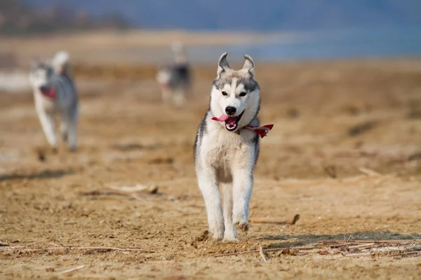Görüntü sahil plaj üzerinde çalışan mutlu ve komik gri ve beyaz Sibirya Husky köpek. — Stok fotoğraf