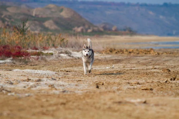 Imagen de perro Husky siberiano gris y blanco feliz y divertido corriendo en la playa en la playa . —  Fotos de Stock