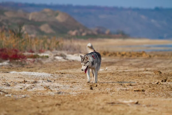 Imagem de feliz e engraçado cinza e branco Siberian Husky cão correndo na praia à beira-mar . — Fotografia de Stock