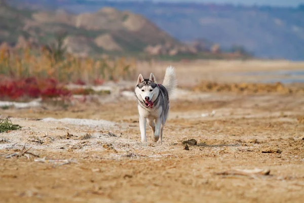 Imagem de feliz e engraçado cinza e branco Siberian Husky cão correndo na praia à beira-mar . — Fotografia de Stock