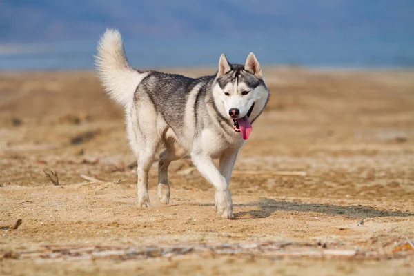 Imagen de perro Husky siberiano gris y blanco feliz y divertido corriendo en la playa en la playa . —  Fotos de Stock