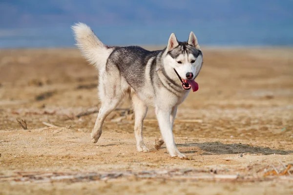 Imagen de perro Husky siberiano gris y blanco feliz y divertido corriendo en la playa en la playa . — Foto de Stock