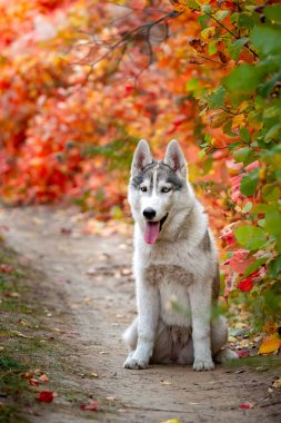 Sibirya husky yavrusu closeup sonbahar portresi. Bir genç gri beyaz husky bir park.