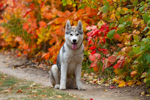 Primo piano ritratto autunnale del cucciolo husky siberiano. Un giovane grigio bianco husky un parco . — Foto Stock