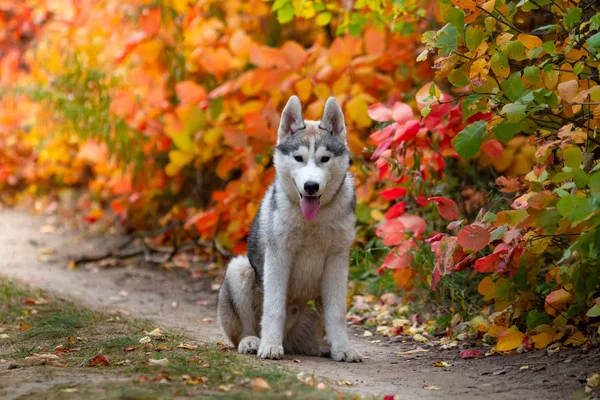 Zbliżenie jesień portret Siberian husky szczeniaka. Młody husky biały szary park. — Zdjęcie stockowe