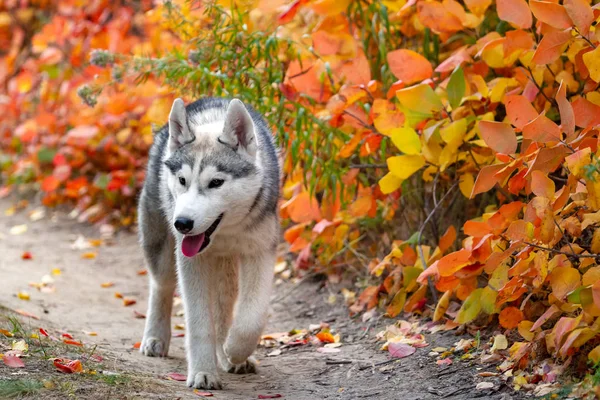 Primer plano retrato de otoño de cachorro husky siberiano. Un joven gris blanco husky un parque . —  Fotos de Stock